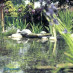 Скиммер для пруда Pondtech Pondskimmer 40 (с насосом)